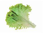 fresh lettuce isolated on white background