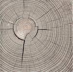 Annual rings and cracks in old wood