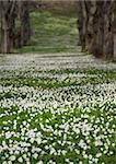 park area covered in wood anemone (Anemone Nemorosa)