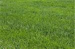Lawn, green grass, soccer field
