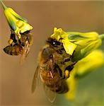 busy spring honey bees collecting pollen from yellow broccoli flowers in organic garden
