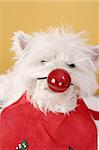 White puppy with big red nose.