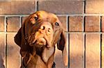A Hungarian Vizsla Dog poses in front of a red brick wall in the evening.