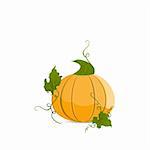 Ripe orange pumpkin vegetable with green leaves. Vector