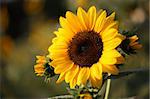 sunflower close-up with sunrise