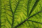 green leaf background as very nice natural background