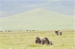 Antelopes on rest. Antelopes  have a rest on a green grass in crater Ngorongoro.