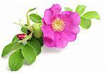 Bunch of pink dog rose on white background