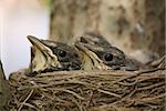 Nestlings