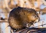 The muskrat (Ondatra zibethicus), the only species in genus Ondatra, is a medium-sized semi-aquatic rodent native to North America, and introduced in parts of Europe, Asia, and South America. Early spring. Ladoga Lake.Russia.