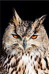 Royal owl: complete classification Bubo Bubo - Aves - Neognata - Strigiformes - Striginae