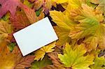 A white paper on a background of autumnal leaves