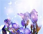 Magic iris flowers reach after sky