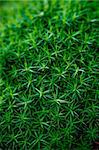 Detail of small growing moss plants in the forest.