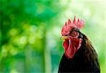 Detail of a watchful rooster.