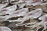 Squids placed in the strong sunshine to dry at the Cham Island, Vietnam