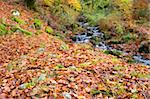 Autumn Leaves in the forest. Carpathian mountains
