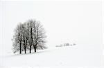 Snow-covered slope, white snow and white sky, black trees.