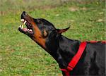 portrait of a dangerous purebred doberman pinsher