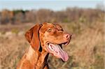 A female Hungarian Vizsla dog in a field smiles with her tongue hanging out.