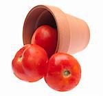 Three Fresh Tomatoes Pouring out of a Clay Garden Pot Isolated on White with a Clipping Path.