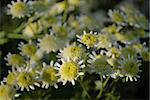 beautiful flower chrysanthemum. Close-up