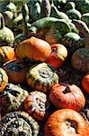 Pretty different types of pumpkins for sale