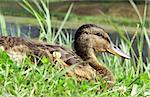 Single duck sitting in the grass