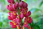 Pink Lupine on colored background