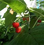 Red raspberry growing with leaves