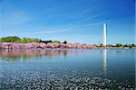 Cherry blossom and Washington monument over lake with flower petal in water, Washington DC.