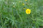 Yellow flower on background of the herb