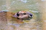 North American Beaver Breaks Thru Pond Ice With Head To Make A Breathing Hole.  Ice is sitting on the Beaver's Head.  Beaver was located in Ohio.