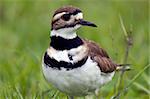 Killdeer in the rain with droplets of water beaded up on it's back and head.  The bird was located in an Ohio pasture.  This is a very sharp photo showing all of the feather detail.