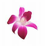 Perfekt rosa Orchidee isoliert auf weißem Hintergrund