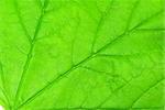 structure of leaf natural background