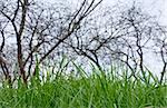 green grass on a background of trees and sky