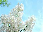White lilac on a background of beautiful blue sky