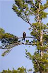 Wild Immature Bald Eagle Perched High Up In A White Pine Tree In Wisconsin