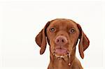A drooling Vizsla dog sticks out its tongue in winter. White background.