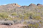 Cactus on Apache Trail in Arizona