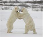 Fight of polar bears. Two polar bears fight. Tundra with undersized vegetation. .