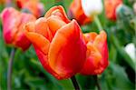 Red tulips,beautiful bokeh, vibrant colors.