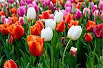 Colorful tulips, beautiful bokeh, vibrant colors.