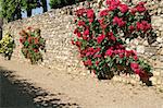 roses in Villandry, France