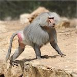 Male hamadryads with luxurious hair in a zoo.