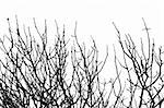 Leafless tree branches silhouette background. Black and white.