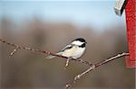 A Black-capped Chickadee (Poecile atricapillus) perches on a branch sticking out of a birdhouse.