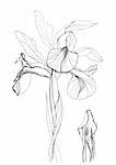 Iris flower drawing on white background