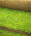 Turf grass roll partially unrolled - closeup, shallow depth of field